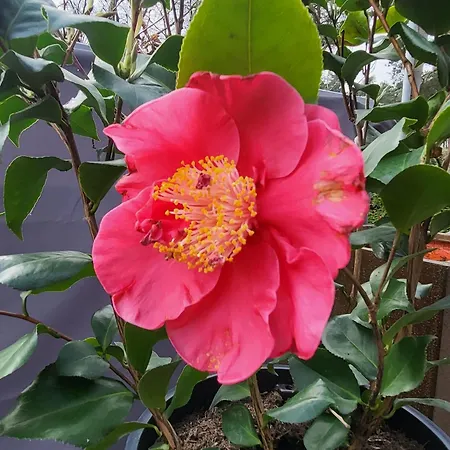 Miss Sophie Gæstehus Kyritz