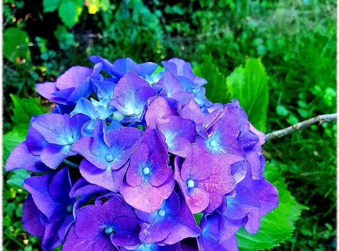 Miss Sophie Pensión