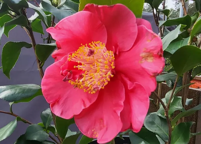 Miss Sophie Pensión Kyritz