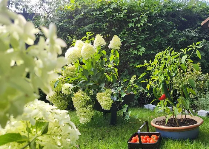 Miss Sophie 4* 屈里茨